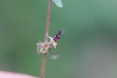 Byttneria herbacea